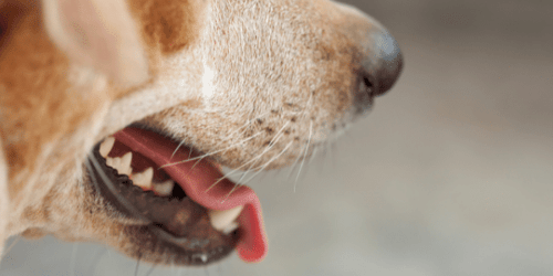Bad Breath... It's NOT Always Their Teeth